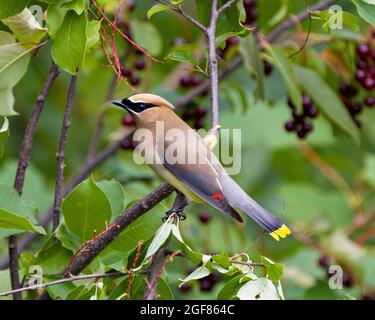 Cedar Waxwing auf einem Obstbaum Zweig mit Seitenansicht mit einem verschwommenen grünen Blätter Hintergrund in seiner Umgebung und Lebensraum thront. Wachsfigur. Stockfoto