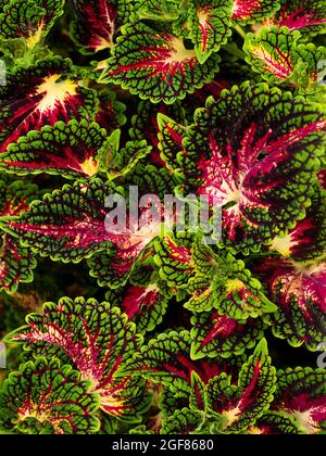 Coleus - Plectranthus scutellarioides Stockfoto