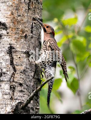 Nördlicher Flicker, männlicher Vogel aus der Nähe, kriecht auf einem Baumstamm mit einem unscharfen Hintergrund in seiner Umgebung und während der Vogelsaison Paarung. Flimmern. Stockfoto