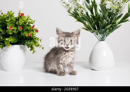 Niedliches, flauschig gestreiftes graues Kätzchen sitzt in der Nähe der Zimmerpflanzenblume und der Miauen. Haustier und Blumen. Stockfoto