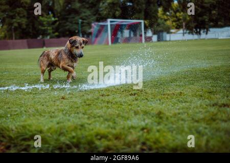 Hund läuft mit viel Spritzwasser im Wasser Stockfoto