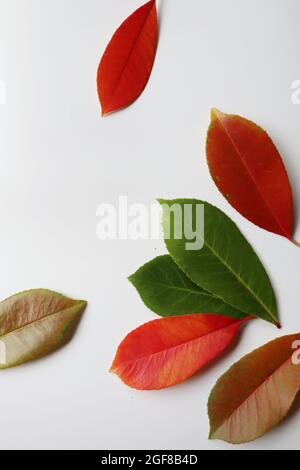 Zweifarbige Blätter. Coleus Strauch Pflanze isoliert auf weißem Hintergrund. Herbstmuster. Abstrakte Hintergründe. Stockfoto