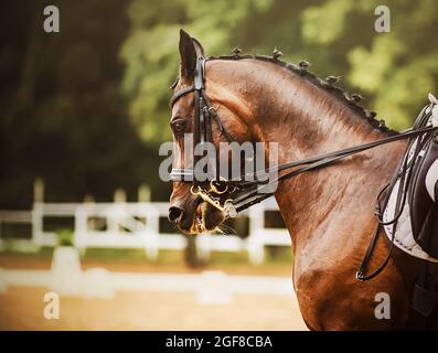 Porträt eines schönen Lorbeerpferdes mit einer geflochtenen Mähne und einem Reiter im Sattel, der an einem Sommertag bei Dressurprüfungen auftritt. Reiten s Stockfoto