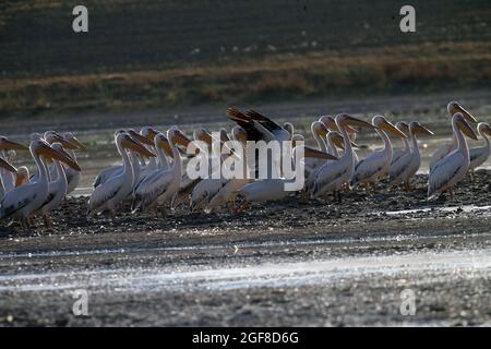 Ankara, Türkei. August 2021. Pelikane werden am Mogan-See in der Nähe von Ankara, Türkei, gesehen, 23. August 2021. Quelle: Mustafa Kaya/Xinhua/Alamy Live News Stockfoto