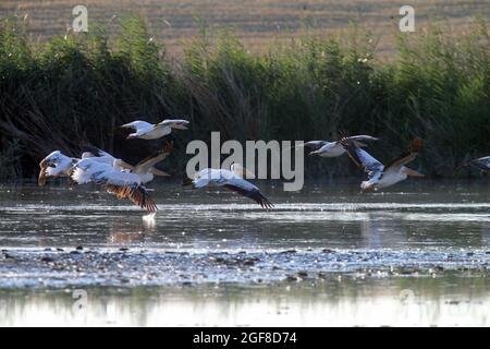 Ankara, Türkei. August 2021. Pelikane werden am Mogan-See in der Nähe von Ankara, Türkei, gesehen, 23. August 2021. Quelle: Mustafa Kaya/Xinhua/Alamy Live News Stockfoto