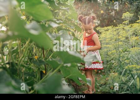 Das kleine Mädchen 3-4 in rotem Sundress steht im Gemüsegarten zwischen hohen Gurkenpflanzen und Dill. Selektiver Fokus Stockfoto