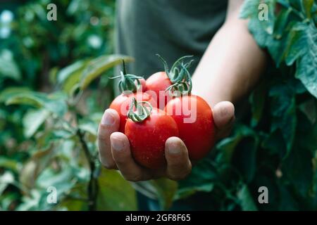 Ein junger Kaukasusmann hält ein paar reife Tomaten in der Hand, die frisch auf einer Plantage gesammelt wurden Stockfoto