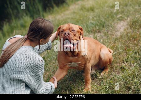 Die Dogge de Bordeaux oder French Mastiff gibt Pfote junge Frau im Outdoor-Park. Stockfoto