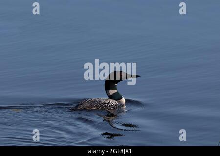 Die Schönheit von Common Loon wird durch das blaue Wasser der restaurierten Feuchtgebiete des Crex Meadows State Wildlife Area in Wisconsin hervorgehoben. Ausreichend Speicherplatz für Kopien. Stockfoto