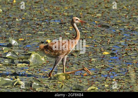 Leuchtende Tawyn-Farben von jungen Sandhügelkranen, die im Wasser und in Seerosen im Crex Meadows State Wildlife Area in Wisconsin spazieren gehen Stockfoto