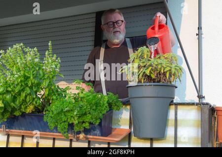 Mann wässern Kräuter auf dem Balkon an einem sonnigen Tag Stockfoto