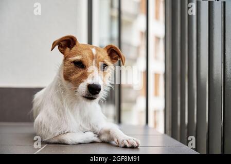 Hundeportrait. Trauriger Hund liegt auf dem Boden und schaut auf die Kamera Stockfoto