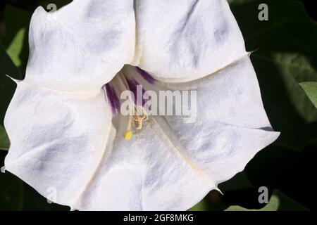 Nahaufnahme von Blütenblättern, Trompeten und Staubgefäßen der Heiligen Datura-Blume im Saguaro National Park, Tucson. Andere Namen sind Jimson Weed und Thorn Apple. Stockfoto