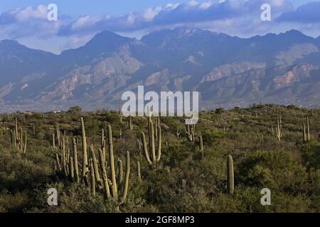 Nach dem rekordverdächtigsten Sommermonsun im Juli sind die ikonischen Saguaro-Kakteen im Saguaro National Park in Tucson von Grüntönen umgeben. 19. August 20 Stockfoto