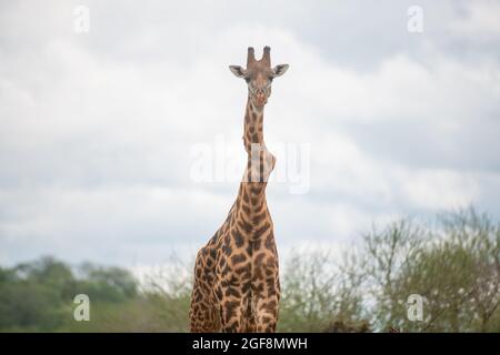 Eine Giraffe mit einem oder zwei stark verdrehten Wirbeln, aber er steht stark und gesund! Dies sind wahrscheinlich die Auswirkungen der Skoliose. Stockfoto