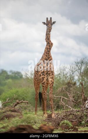 Eine Giraffe mit einem oder zwei stark verdrehten Wirbeln, aber er steht stark und gesund! Dies sind wahrscheinlich die Auswirkungen der Skoliose. Stockfoto