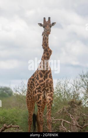 Eine Giraffe mit einem oder zwei stark verdrehten Wirbeln, aber er steht stark und gesund! Dies sind wahrscheinlich die Auswirkungen der Skoliose. Stockfoto