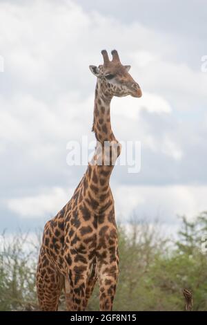 Eine Giraffe mit einem oder zwei stark verdrehten Wirbeln, aber er steht stark und gesund! Dies sind wahrscheinlich die Auswirkungen der Skoliose. Stockfoto