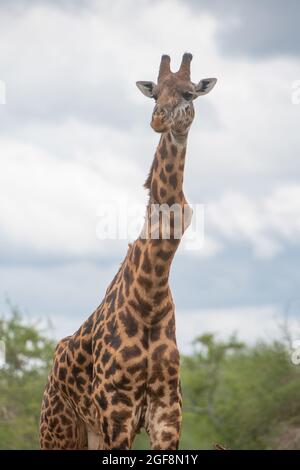 Eine Giraffe mit einem oder zwei stark verdrehten Wirbeln, aber er steht stark und gesund! Dies sind wahrscheinlich die Auswirkungen der Skoliose. Stockfoto