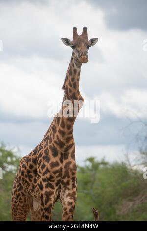 Eine Giraffe mit einem oder zwei stark verdrehten Wirbeln, aber er steht stark und gesund! Dies sind wahrscheinlich die Auswirkungen der Skoliose. Stockfoto