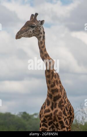 Eine Giraffe mit einem oder zwei stark verdrehten Wirbeln, aber er steht stark und gesund! Dies sind wahrscheinlich die Auswirkungen der Skoliose. Stockfoto