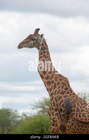 Eine Giraffe mit einem oder zwei stark verdrehten Wirbeln, aber er steht stark und gesund! Dies sind wahrscheinlich die Auswirkungen der Skoliose. Stockfoto