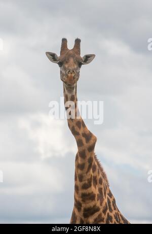 Eine Giraffe mit einem oder zwei stark verdrehten Wirbeln, aber er steht stark und gesund! Dies sind wahrscheinlich die Auswirkungen der Skoliose. Stockfoto