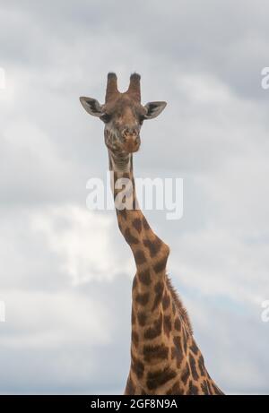 Eine Giraffe mit einem oder zwei stark verdrehten Wirbeln, aber er steht stark und gesund! Dies sind wahrscheinlich die Auswirkungen der Skoliose. Stockfoto