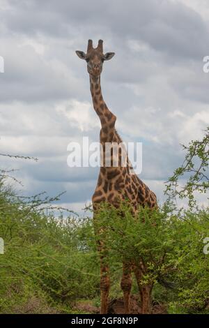 Eine Giraffe mit einem oder zwei stark verdrehten Wirbeln, aber er steht stark und gesund! Dies sind wahrscheinlich die Auswirkungen der Skoliose. Stockfoto