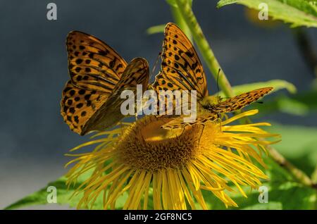 Boloria selene, bekannt als der kleine Perlenfritillary oder als der silberumrandete Fritillary, ist eine Schmetterlingsart der Familie Nymphidae Stockfoto