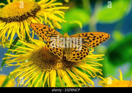 Boloria selene, bekannt als der kleine Perlenfritillary oder als der silberumrandete Fritillary, ist eine Schmetterlingsart der Familie Nymphidae Stockfoto