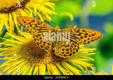 Boloria selene, bekannt als der kleine Perlenfritillary oder als der silberumrandete Fritillary, ist eine Schmetterlingsart der Familie Nymphidae Stockfoto