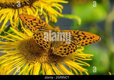 Boloria selene, bekannt als der kleine Perlenfritillary oder als der silberumrandete Fritillary, ist eine Schmetterlingsart der Familie Nymphidae Stockfoto