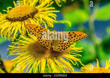 Boloria selene, bekannt als der kleine Perlenfritillary oder als der silberumrandete Fritillary, ist eine Schmetterlingsart der Familie Nymphidae Stockfoto