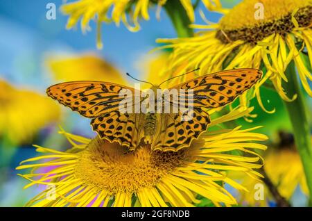 Boloria selene, bekannt als der kleine Perlenfritillary oder als der silberumrandete Fritillary, ist eine Schmetterlingsart der Familie Nymphidae Stockfoto