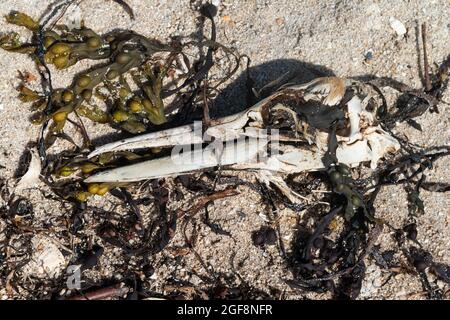 Der Schädel einer Gannette (Morus bassanus) wurde an einem Strand ausgewaschen Stockfoto