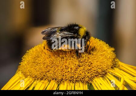 Eine Hummel (oder Hummel, Hummel oder Hummel) ist eine von über 250 Arten der Gattung Bombus, die zu den Apidae gehört, einer der Bienenfamilien. Stockfoto