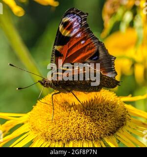 Aglais io, der europäische Pfau, besser bekannt als der Pfauenschmetterling, ist ein farbenfroher Schmetterling, der in Europa und dem gemäßigten Asien zu finden ist Stockfoto