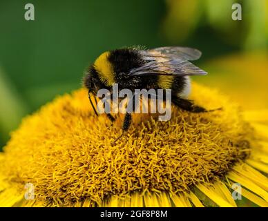 Eine Hummel (oder Hummel, Hummel oder Hummel) ist eine von über 250 Arten der Gattung Bombus, die zu den Apidae gehört, einer der Bienenfamilien. Stockfoto