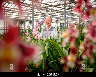 Jim McBean von McBeans Orchids bei Lewes, East Sussex. Bild von Jim Holden. Nur für redaktionelle Zwecke. Stockfoto