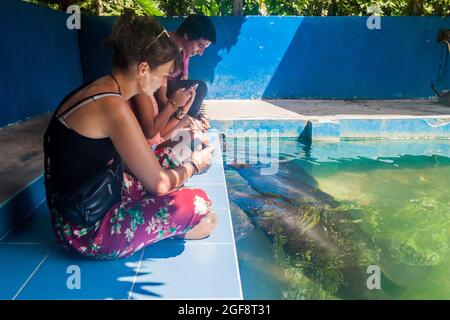 IQUITOS, PERU - 19. JUNI 2015: Besucher beobachten Amazonas-Seekühe (Trichechus inunguis) im Amazonas-Seekühe-Rettungszentrum in der Nähe von Iquitos, Peru Stockfoto