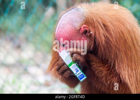PADRE COCHA, PERU - 19. JUNI 2015: Der kahle Uakari-Affe (Cacajao calvus) frisst gestohlene Zigaretten im Amazonas-Tierwaishaus Pilpintuwasi im Dorf P Stockfoto