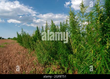 Cannabissträucher wachsen im Sommer an einem sonnigen Tag mit blauem Himmel auf einem Feld Stockfoto