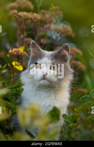 Britische Langhaarkatze mit Spaß im Freien. PET Happiness Konzept. Crop von trendigen Katze Porträt. Schneiden Sie das Bild des Katzengesichts mit schönen Augen. Stockfoto