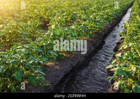 Die Kartoffelplantage bewässern. Versorgung von landwirtschaftlichen Betrieben und der Agrarindustrie mit Wasserressourcen. Europäische Landwirtschaft. Landwirtschaft. Agronomie. Anbau von Pflanzen in der Landwirtschaft Stockfoto