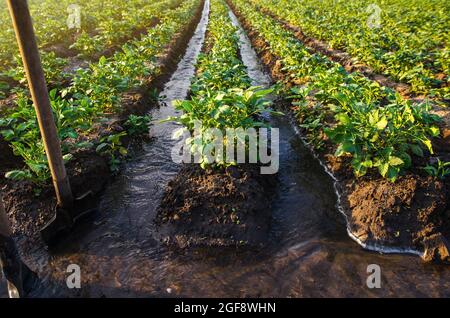 Steuerung des Wasserflusses in der Plantage. Oberflächenbewässerung von Kulturpflanzen. Wasser fließt durch Kanäle. Europäische Landwirtschaft. Landwirtschaft. Agronomie. Agroindustrie und Agrarindustrie Stockfoto