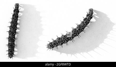 Vanessa cardui Raupenschmetterling Distel auf weißem Hintergrund. Stockfoto