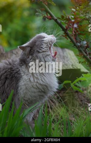 Aufnahme von gähnenden Kätzchen, die auf dem Gartenhintergrund sitzen. Lustige Katze gähnt aus der Nähe draußen. Stockfoto