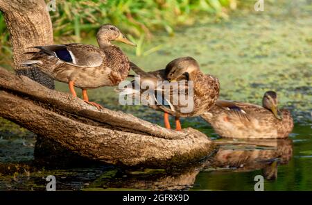 Drei wilde Enten, die auf einem Holzstamm im Wald sitzen. Stockfoto