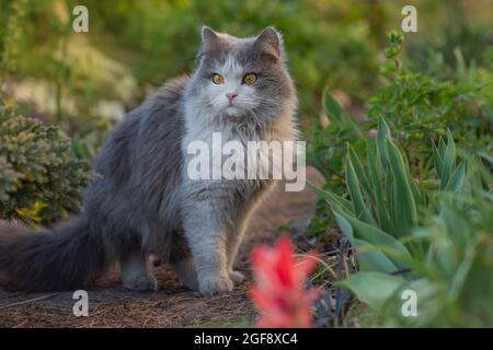 Glückliche schöne Katze steht im Garten unter den Bäumen. Außenportrait der Katze, die mit Blumen in einem Garten spielt. Stockfoto